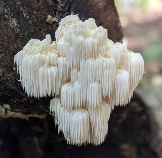 Lion's Mane Mushroom