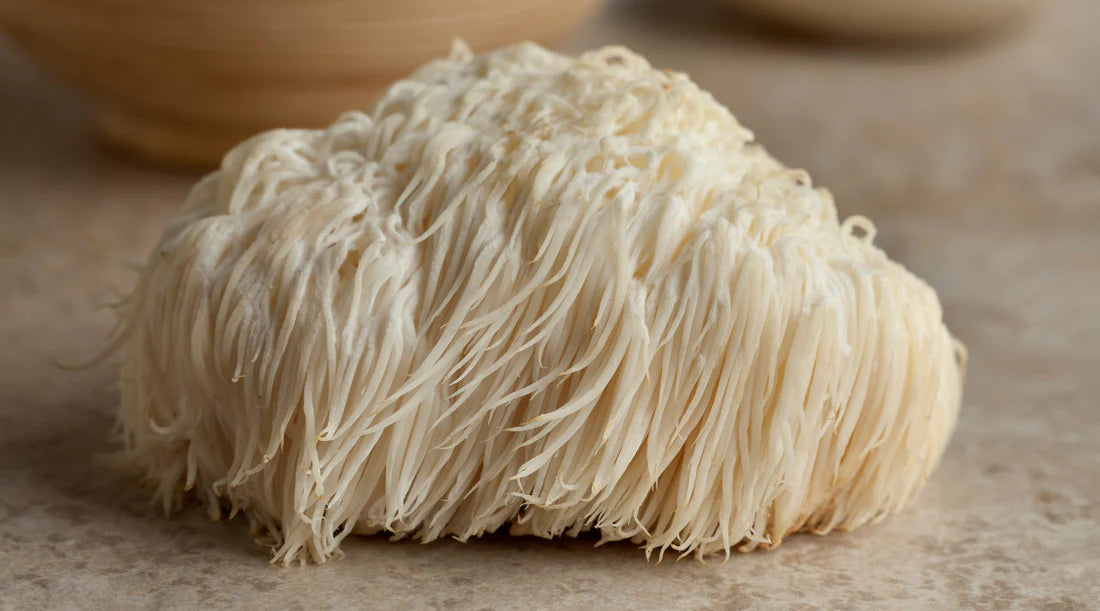 Lion's Mane Mushroom