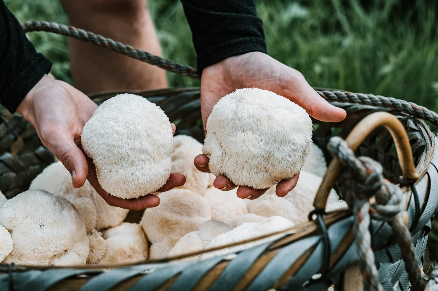 Lion's Mane Mushroom