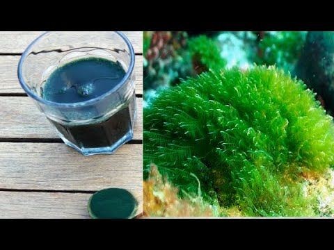 Organic Spirulina Powder